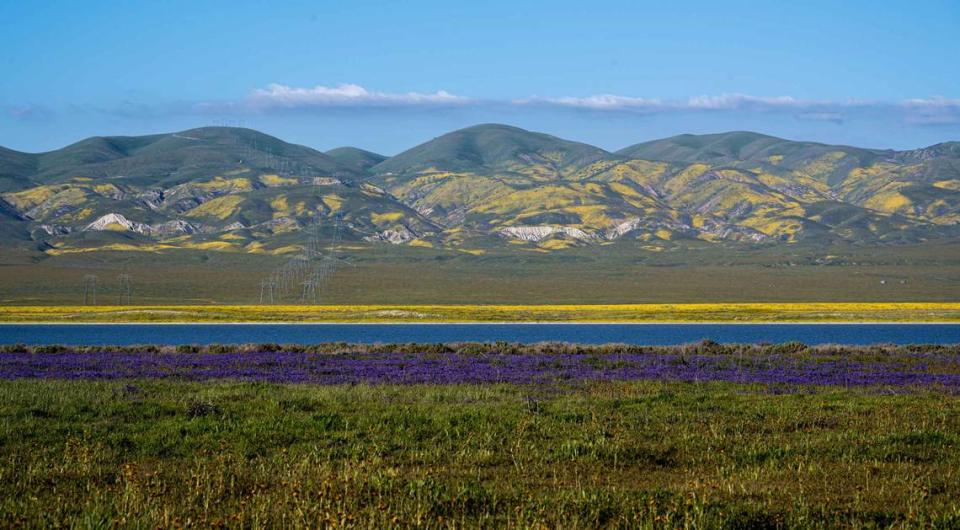 Wildflowers bloom at the Carrizo Plain National Monument.