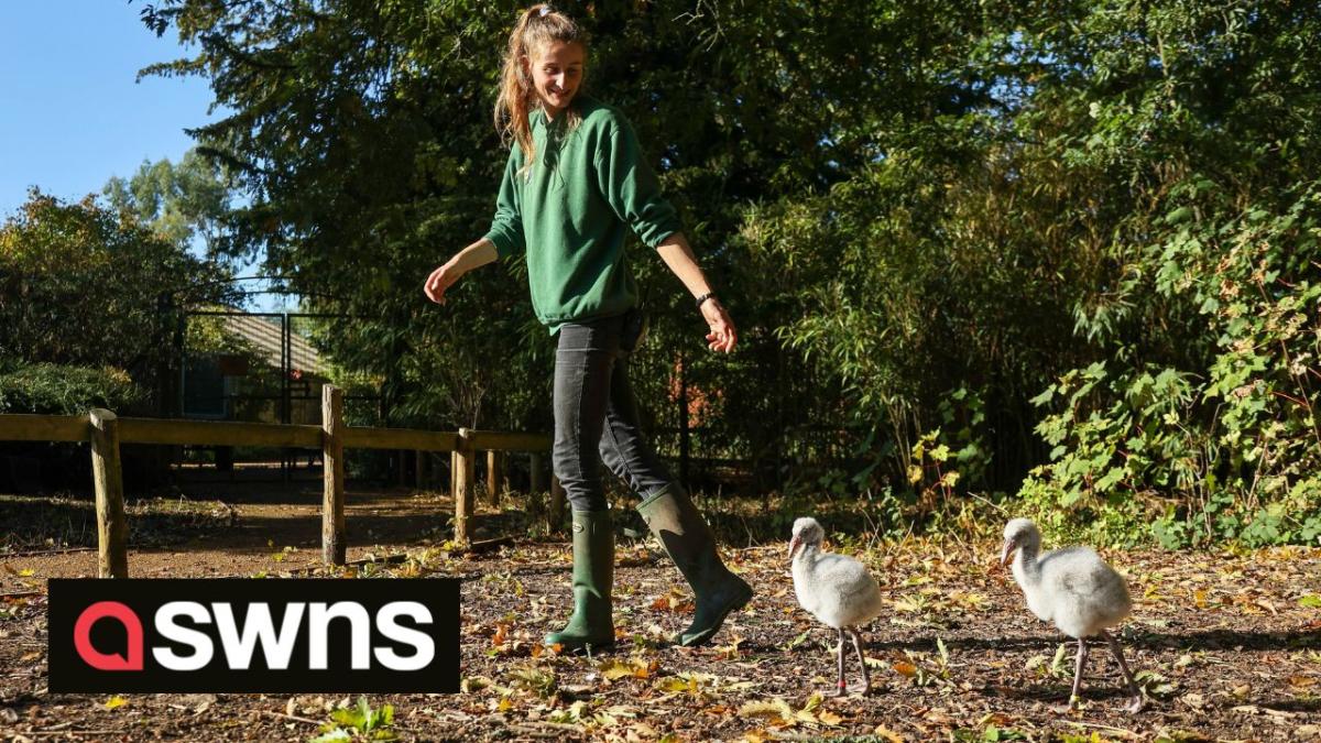 Les poussins de flamants roses orphelins sont emmenés pour des promenades quotidiennes par leur gardien pour aider à renforcer leurs jambes