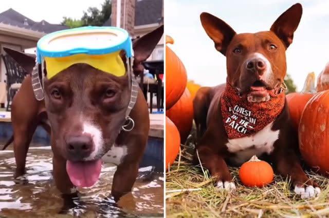 Pittie mix rescued from shelter becomes one of Instagram's most popular pups