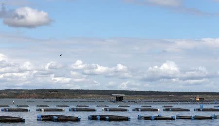 Tanks of tilapia fish are seen in Castanhao dam where the fish are cultivated and skins are used for the research treating burnt skin, in Jaguaribara, Brazil, April 26, 2017. REUTERS/Paulo Whitaker/Files