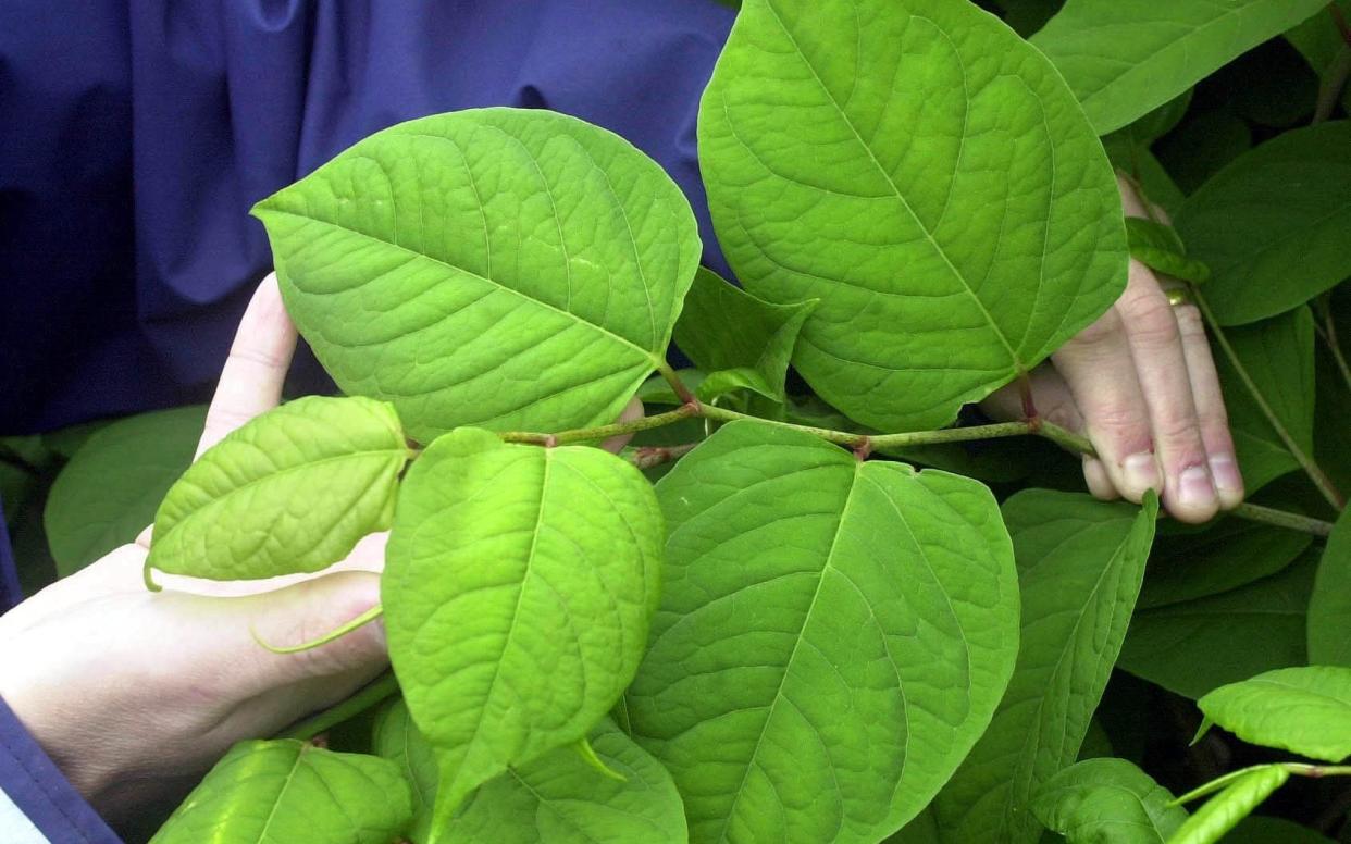 japanese knotweed house prices - PA