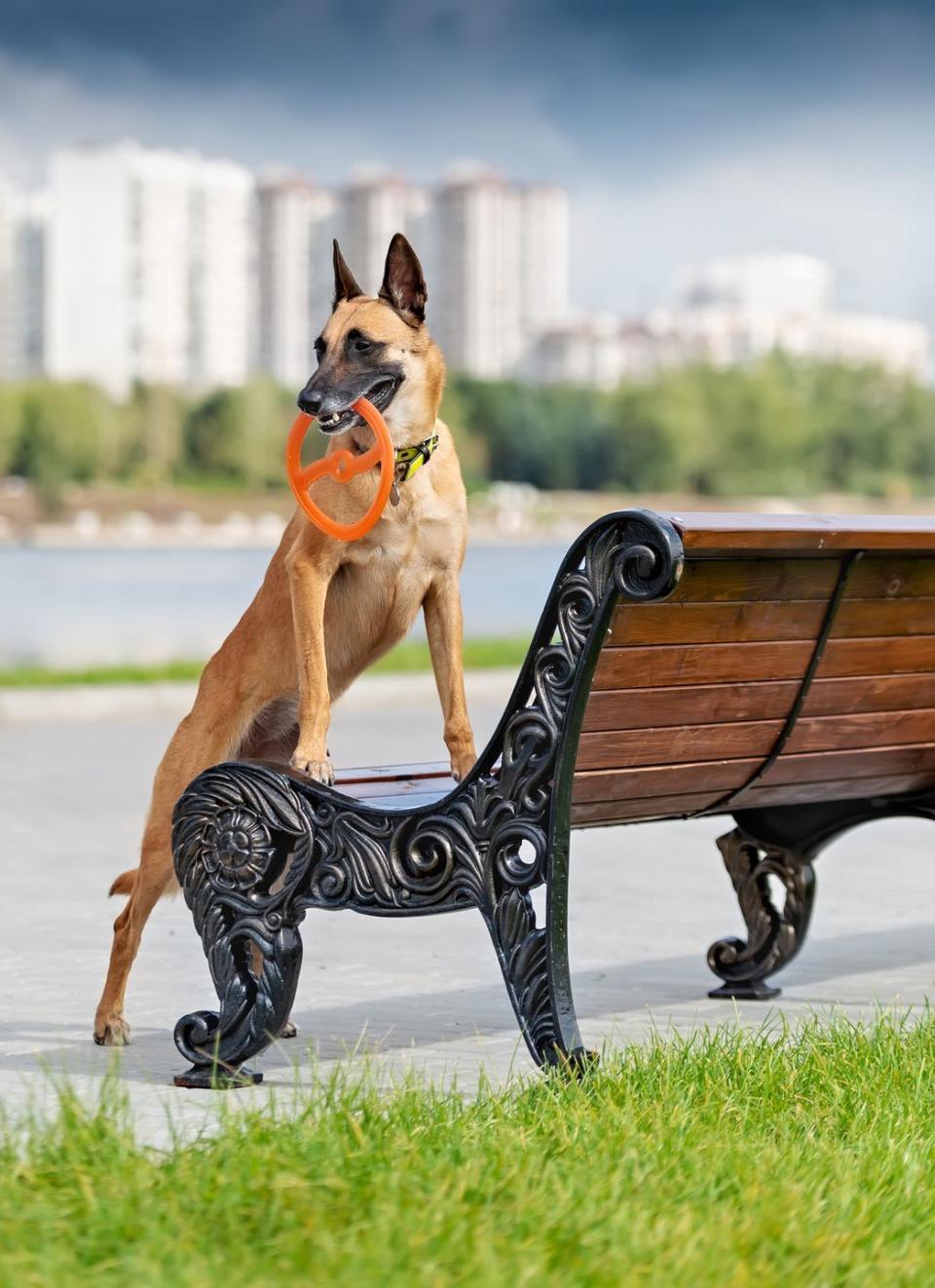 Belgian Malinois