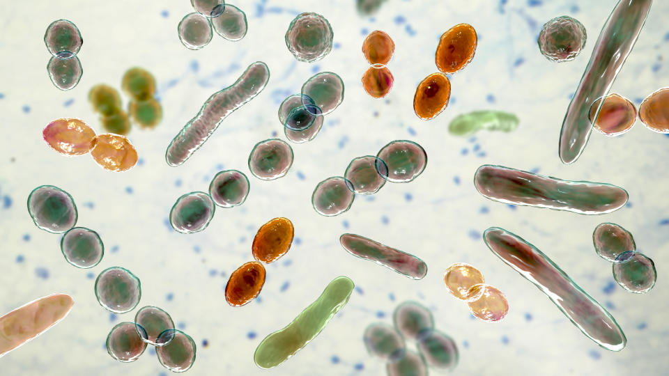 Computer illustration of bacteria of different shapes, including cocci and rod-shaped bacteria.