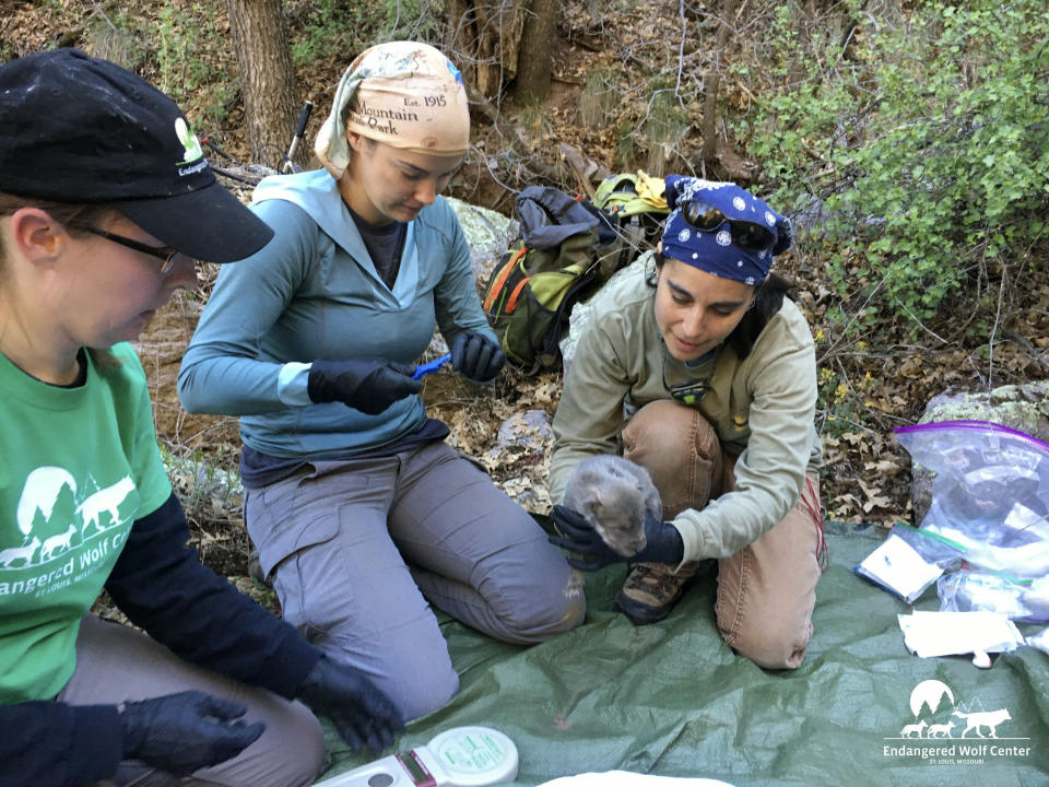 FILE - In this April 18, 2019 photo provided by the Endangered Wolf Center in Eureka, Mo., Regina Mossotti, left, U.S. Fish and Wildlife biologists Cyrenea Piper, center, and Allison Greenleaf prepare Mexican wolf pups born in captivity at the center to be relocated to wolf dens along the border of Arizona and New Mexico. Six pups at the center were placed with dens in the wild in an effort to increase population and add genetic diversity. The Mexican wolf, which once numbered in the hundreds of thousands, was nearly extinct before repopulation efforts began in the 1970s. About 150 now live in the wild in the Southwest. (Rachel Crosby/Endangered Wolf Center via AP)