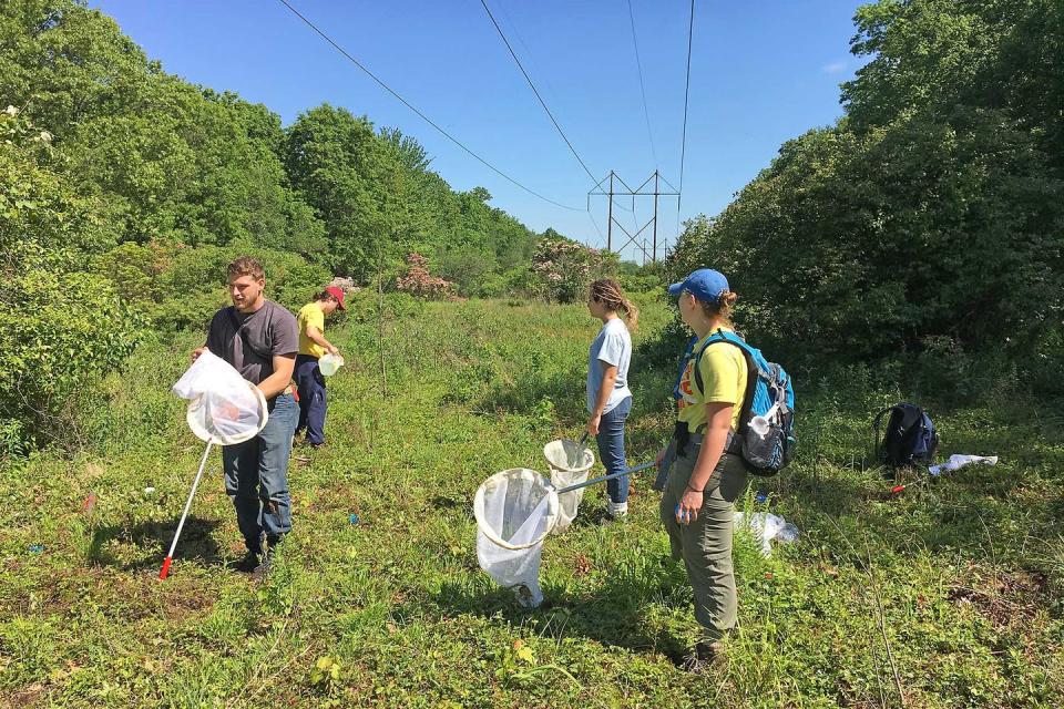 <span class="caption">University of Connecticut students net bees as part of a transmission line corridor bee count.</span> <span class="attribution"><span class="license">Author provided</span></span>