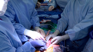 A doppler probe is used to assess blood flow inside the right porcine (pig) kidney after transplantation into the brain-dead recipient.Hands left to right: Katie Stegner, Dr. Babak Orandi, M.D., Ph.D. (holding the probe), Jayme Locke, M.D. (holding the kidney)Photo taken by Jeff Myers, UAB