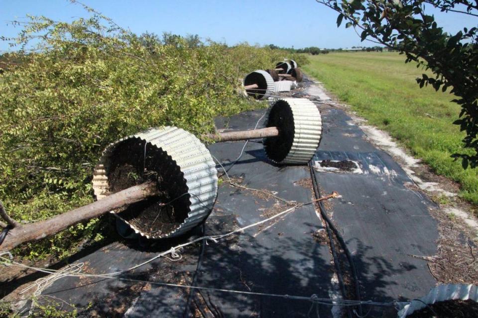 A row of large elm trees was bowled over in Manatee County by Hurricane Irma.