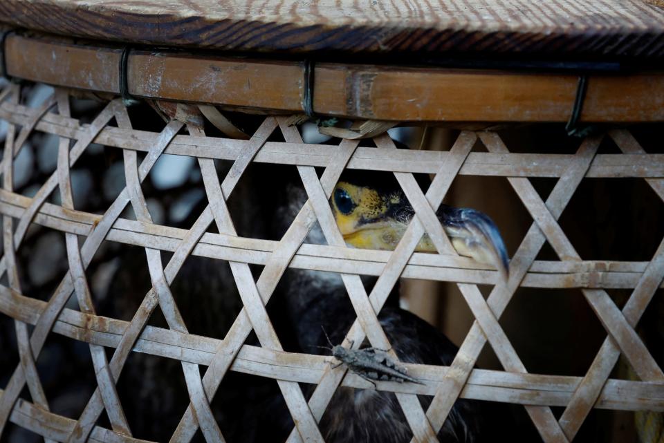 An image of a bird with its beak between the lattice of bamboo that creates the cage that it is sitting in.