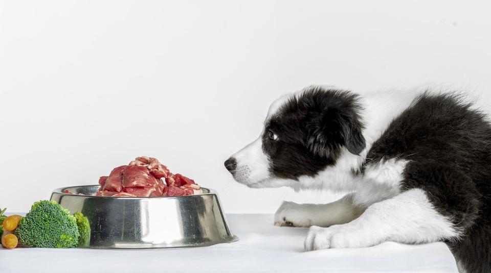 Some new research suggests it may actually be good to give your puppy and older dog table scraps and some raw meat, as it could help them avoid gastrointestinal issues as they age.
