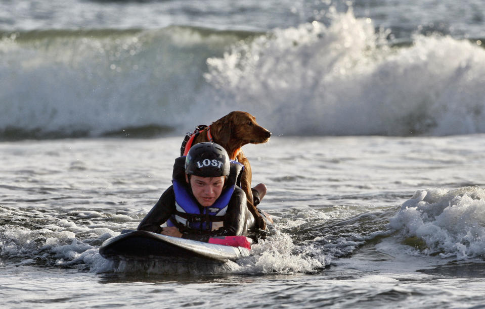 FILE - Patrick Ivison, 15, and Ricochet, a golden retriever surfing partner, cruise toward shore during a surfing session at the Cardiff State Beach in San Diego on Oct. 6, 2009. Ricochet, the beloved Golden Retriever who found her calling as a therapy dog when she learned to surf, has died in Southern California. The 15-year-old dog helped countless veterans and kids during more than a decade providing therapy in the waves off San Diego, according to her owner Judy Fridono. (AP Photo/Lenny Ignelzi,File)
