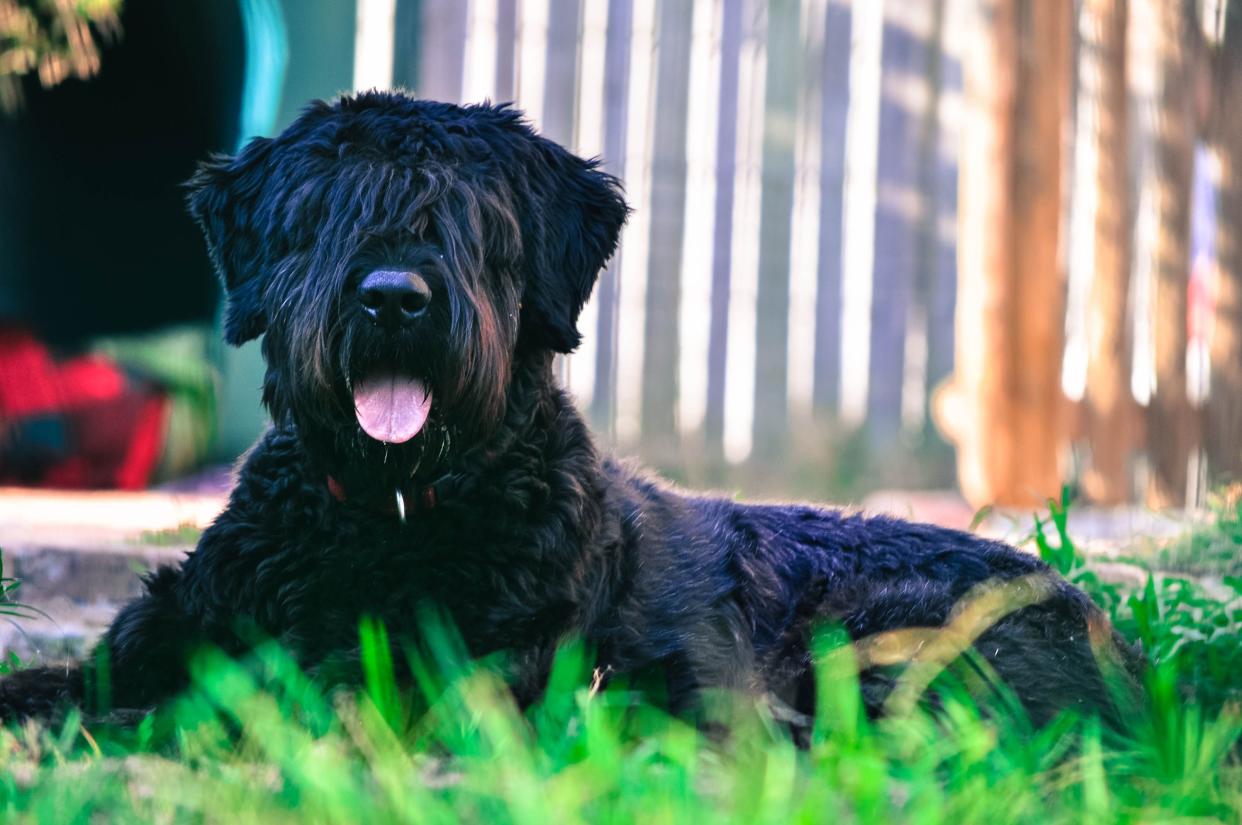 A black Bouvier des Flandres dog panting while laying on the grass outside, looking straight into the camera, with a granite walkway and a white fence in the background