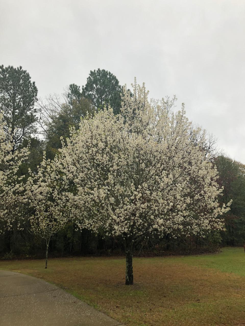 Bradford trees in bloom on March 20, 2024 in Irmo, South Carolina.