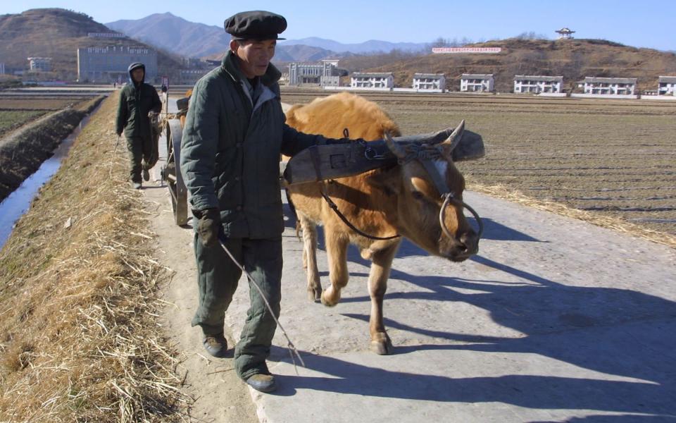 North Korean farmers with ox carts in Chonsamri - Thomas Imo /Getty Images 