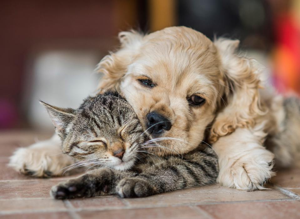 A puppy rests on top of a cat.