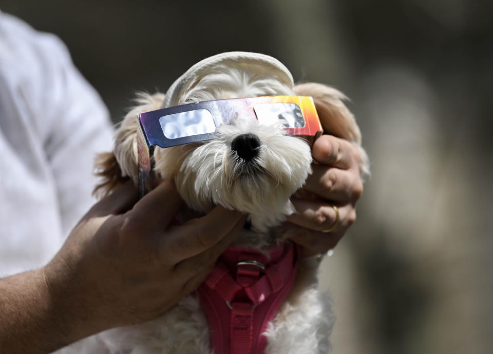 A dog wears eclipse glasses in New York City as people gather to see the solar eclipse on April 8, 2024. / Credit: Fatih Aktas/Anadolu via Getty Images