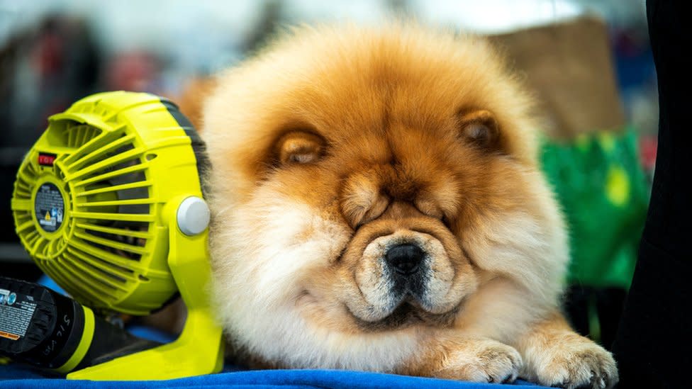 Westminster Dog Show Top dogs compete for Best in Show