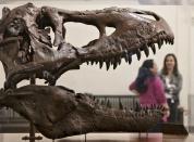 A cast of a Tyrannosaurus rex discovered in Montana greets visitors as they enter the Smithsonian Museum of Natural History in Washington, Tuesday, April 15, 2014. The original fossilized bones of this T. rex arrived at the museum today and will be reassembled for display. (AP Photo/J. Scott Applewhite)