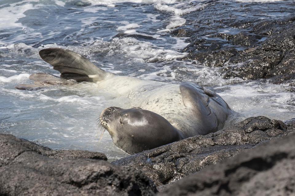 In this undated photo provided by National Oceanic and Atmospheric Administration, an endangered Hawaiian monk seal known as RB18 lies on the shore of Hawaii's Big Island. The monk seal has died after wandering into a net pen and becoming trapped at a fish farm that was partially funded by the National Oceanic and Atmospheric Administration in Hawaii. Officials with NOAA said Thursday, March 16, 2017, the death of the 10-year-old monk seal happened at Blue Ocean Mariculture. (Julie Steelman/NOAA's National Marine Fisheries Service via AP)