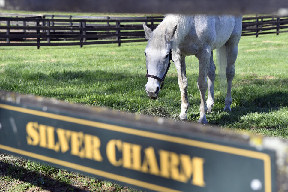 Silver Charm, the 1997 Kentucky Derby winner and at the age of 30, the oldest living Derby winner lives his life of retirement at Old Friends Farm in Georgetown, Ky., Thursday, April 18, 2024. (AP Photo/Timothy D. Easley)