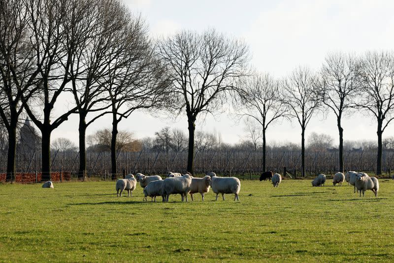Sheep are seen in the Dutch village of Ommeren
