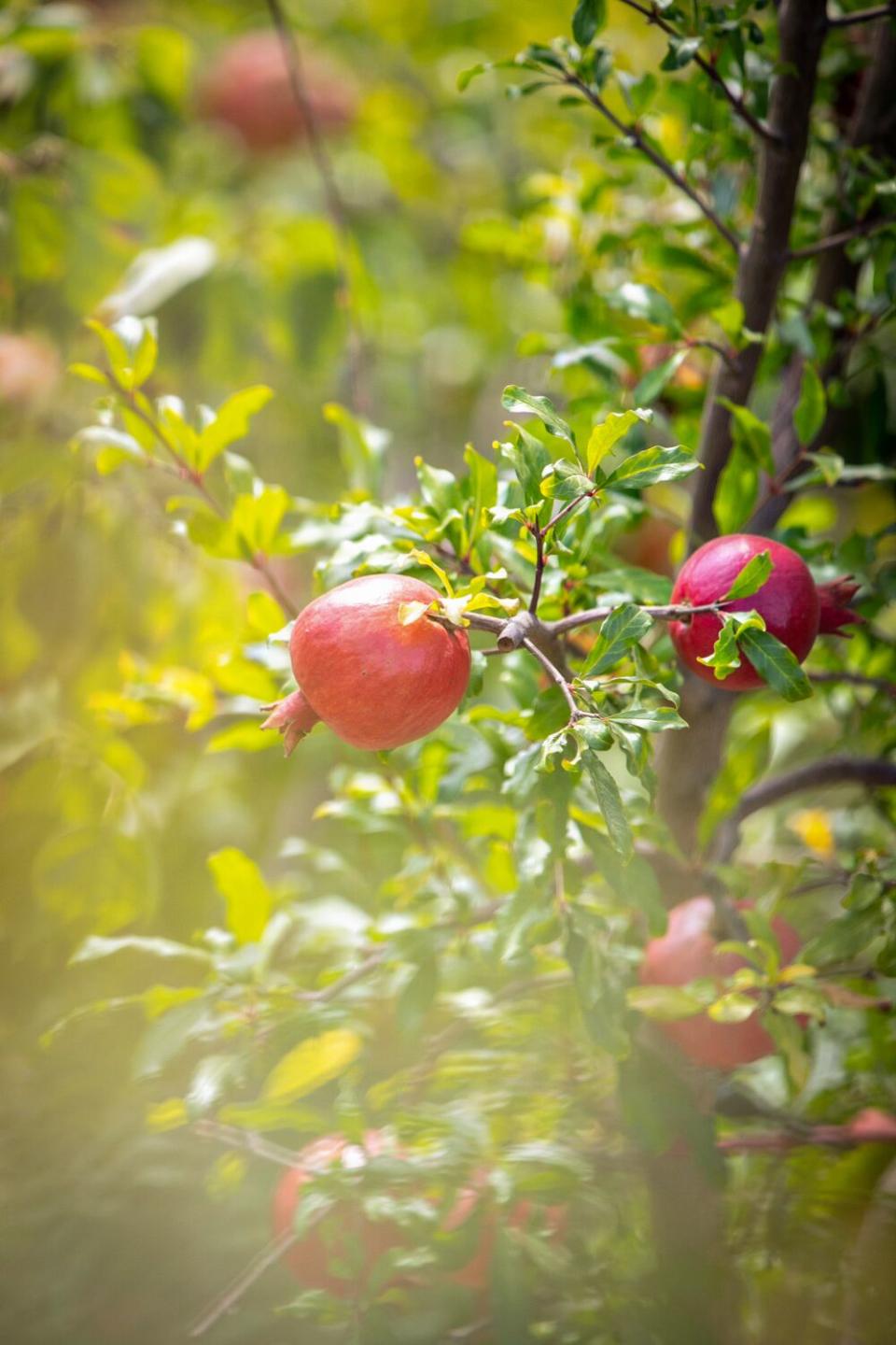 Detail image of a pomegranate on a branch.