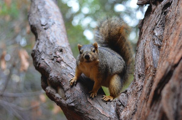 <div class="inline-image__caption"><p>Fox squirrel in eucalyptus grove on the campus of the University of California, Berkeley.</p></div> <div class="inline-image__credit">Judy Jinn, CC BY-ND</div>