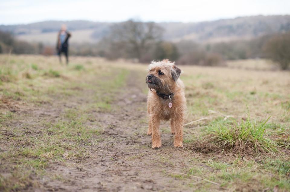 20 best dogs for kids border terrier