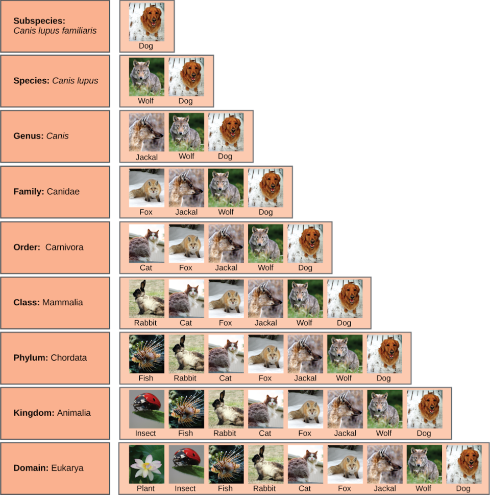 Tabelle mit der biologischen Klassifizierung von Haushunden und den größeren biologischen Gruppen, denen sie angehören.