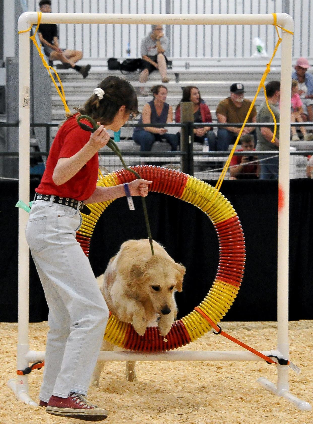 Emily Manges guides her dog, Ollie, through a hoop in the agilities competition at the fair Dog Show.