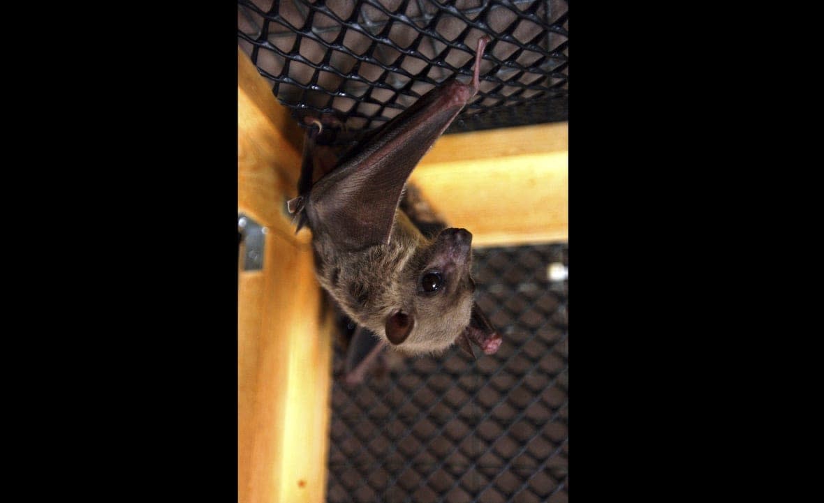 An Egyptian fruit bat hangs upside down in its cage, in Winsted, Conn, July 29, 2003. (AP Photo/Bob Child, File)