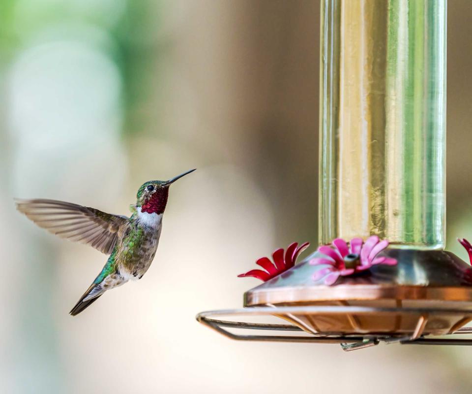 hummingbird feeders