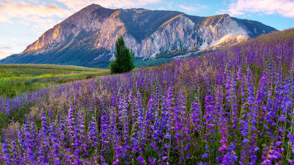 This Charming Town Is the Wildflower Capital of Colorado — Here's When to  Visit to See the Blooms Peak