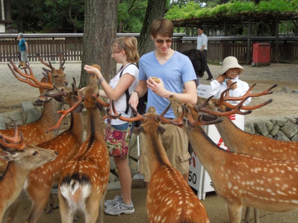 奈良公園鹿群一向有大量遊客餵飼，可謂不愁飲食。