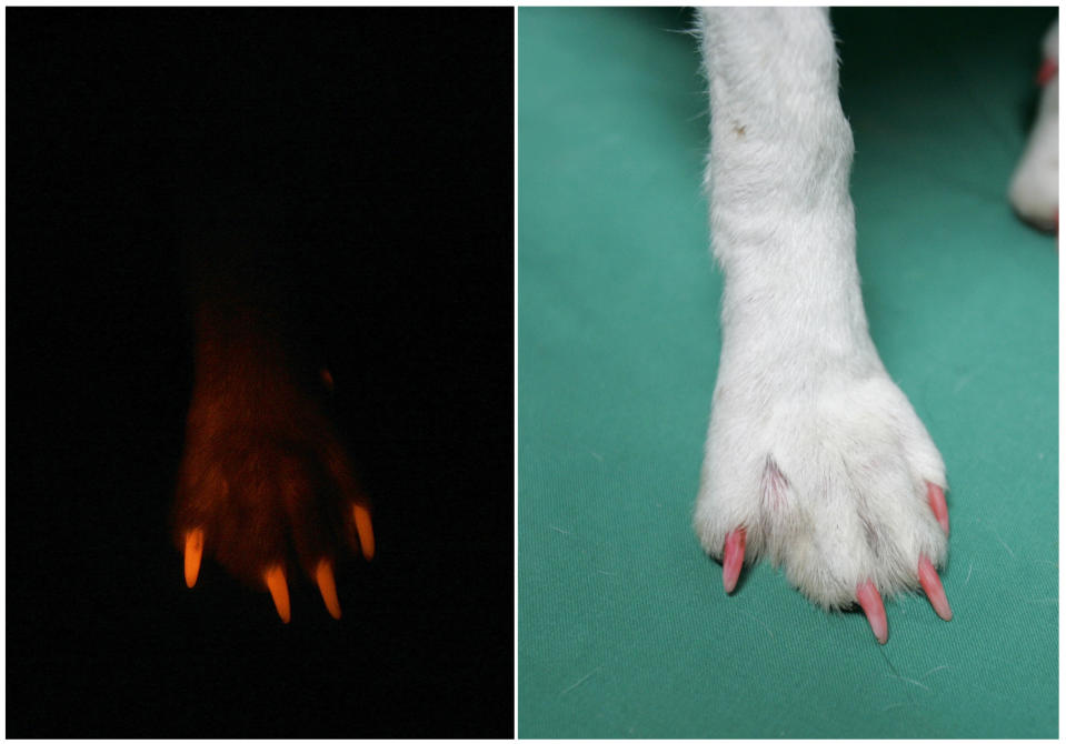 A combination photo shows a foot of a cloned fluorescent puppy, a three-month-old beagle, glowing in the dark under ultra-violet light (L) and under normal lighting at Seoul National University's College of Veterinary Medicine in Seoul May 13, 2009. The puppy is one of "2nd generation Ruppies", offspring of "Ruppy", the world's first transgenic dog which carries fluorescent genes. They took a fluorescent protein, much like that produced by some sea anenomes, and inserted it into the cell of a beagle. The name "Ruppy" is a combination of the words "Ruby" and "Puppy", and the offsprings of such dogs will possess the same fluorescent gene as their mothers. REUTERS/Jo Yong-Hak