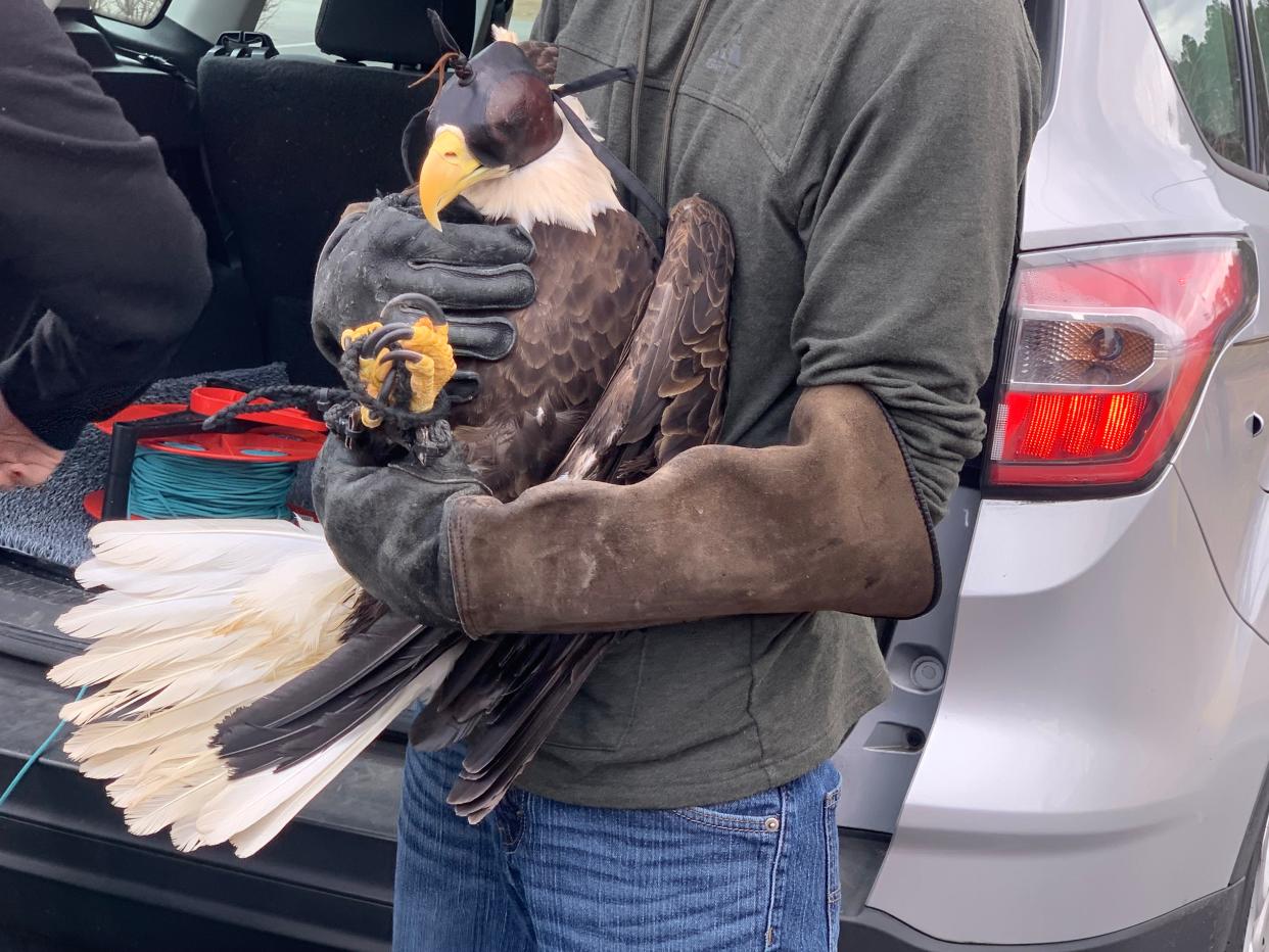 An adult bald eagle will be released at Martin Marietta Park Saturday at 11 a.m. The bird is the second to be released in New Bern this year  following rehabilitation by the Wild at Heart Wildlife Sanctuary of Richlands.