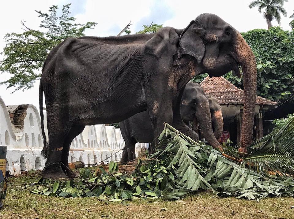 La imagen de esta elefanta de 70 años deshidratada se ha convertido en la imagen de denuncia del trato que reciben estos animales en Asia. (Foto: Perfil de Facebook de Save The Elephants)