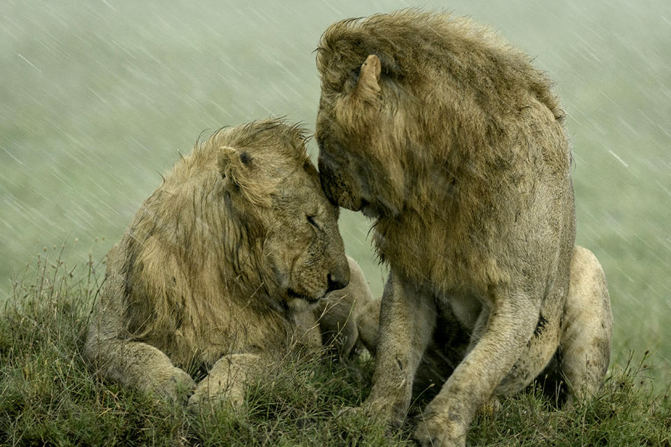 U.S. photographer Ashleigh McCord captured a pair of male lions nuzzling each other during heavy rainfall in the Maasai Mara, Kenya.  (Ashleigh McCord / Wildlife Photographer of the Year)
