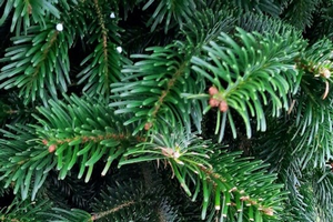 Many consumers choose balsam firs for their soft needles and strong fragrance.