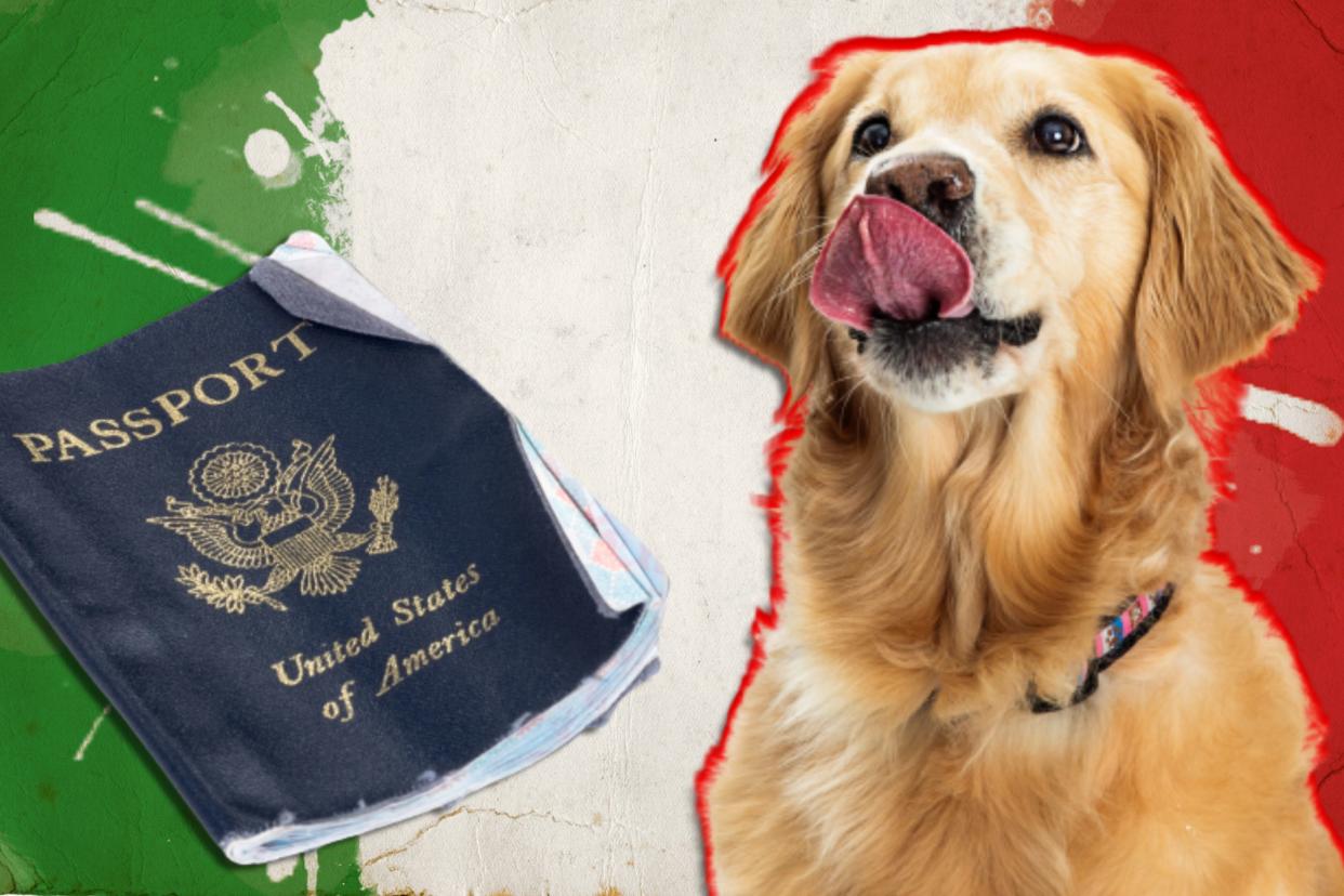 An edited photo shows a damaged passport and a Golden Retriever in front of the colors of an Italian flag.