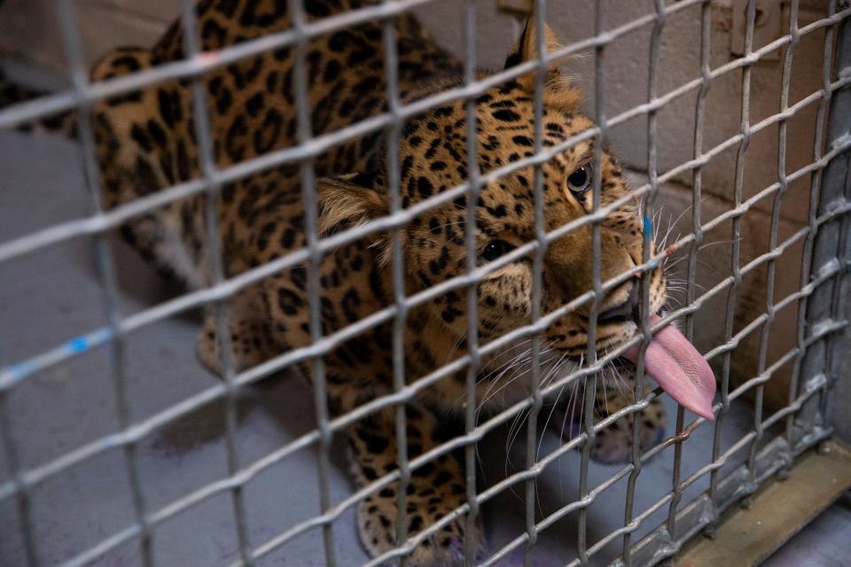 Sputnik, an amur leopard, licks the inside of his cage after being fed by one of the zookeepers at the Memphis Zoo on November 17, 2023.