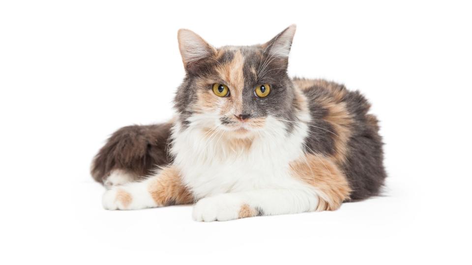 Dilute calico cat