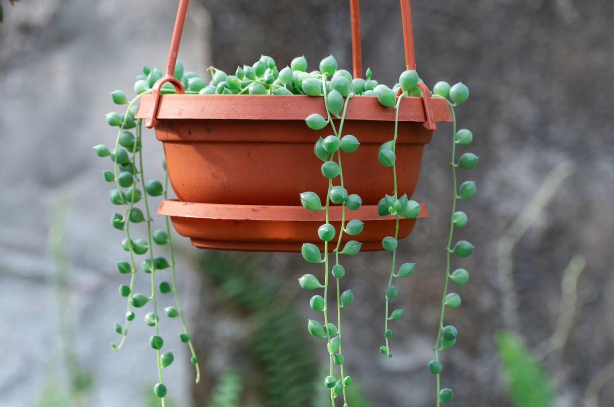 indoor hanging plants string of pearls