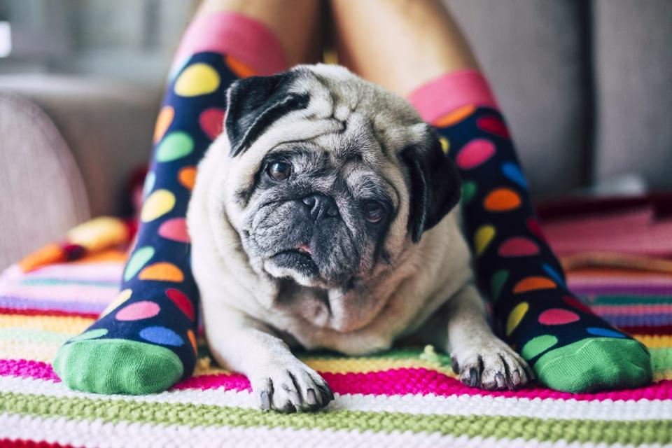 pug with eye discharge sitting in between legs of a child wearing polka dot socks