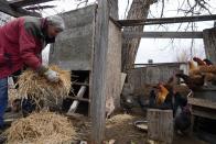 Gayna Salinas spreads straw in her chicken coop Thursday, Jan. 25, 2024, in Green River, Utah. An Australian company and its U.S. subsidiaries are eyeing a nearby area to extract lithium, metal used in electric vehicle batteries. Salinas, whose family farms in the rural community, said she was skeptical about the project's benefits. (AP Photo/Brittany Peterson)