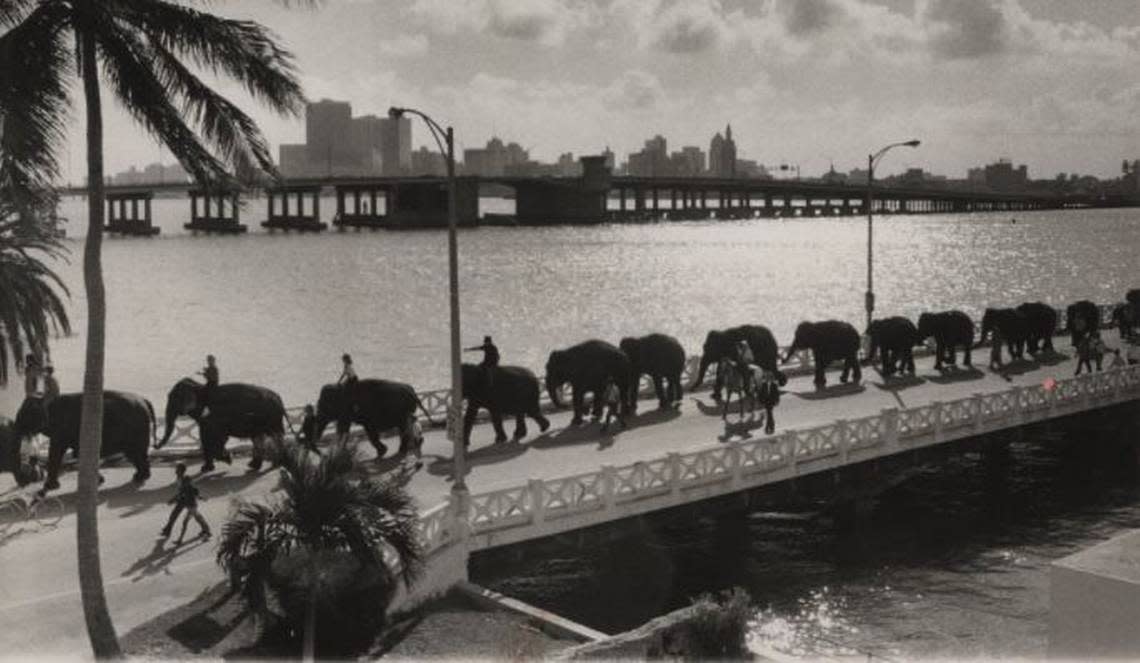 Circus elephants cross the Venetian Causeway in 1975.