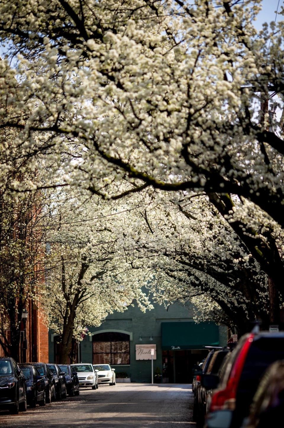 Bradford pear trees bloom along Orchard Street in Cincinnati's Over-the-Rhine section March 27, 2020.