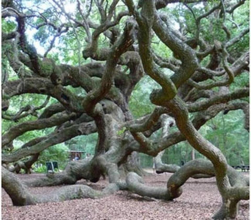 The S.C. Conservation Bank aided efforts to protect land near the famed Angel Oak, a live oak tree in Charleston County that is hundreds of years old.