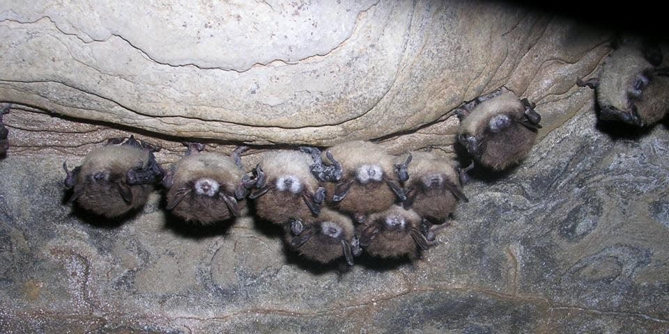 As seen in these little brown bats, the most commonly observed symptom of white-nose syndrome is the white fungal growth on the muzzle.