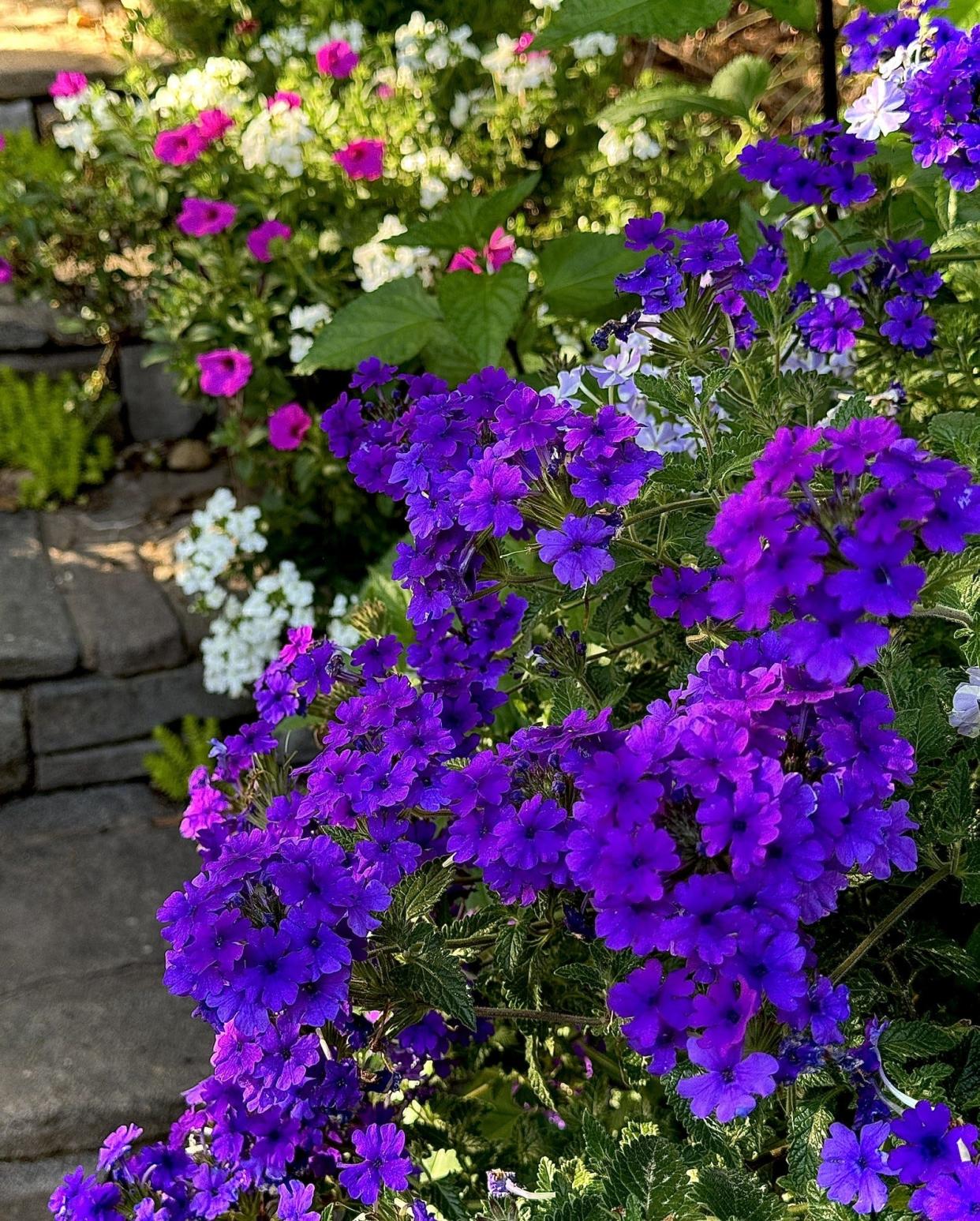 Superbena Cobalt verbena has won awards from north to south like Top Performer at University of Georgia and University of Florida and Perfect Score at Michigan State it will win in your garden too.