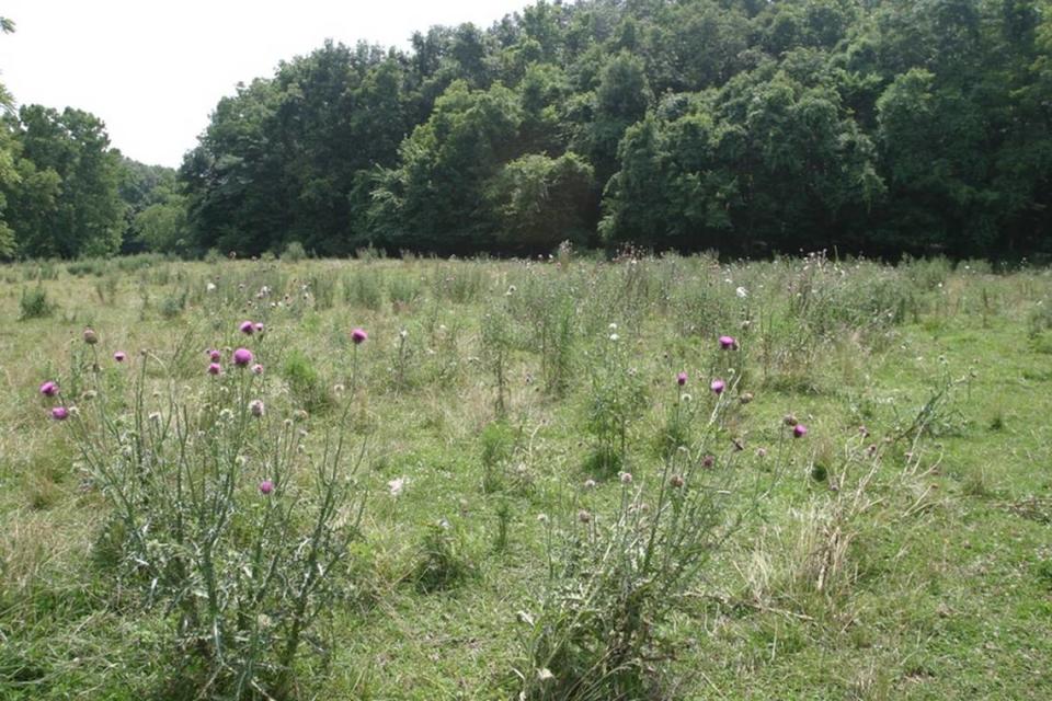 The musk thistle, which is classified in both Kansas and Missouri as a “noxious weed,” is seen in this photo from the University of Missouri’s Division of Plant Sciences. University of Missouri